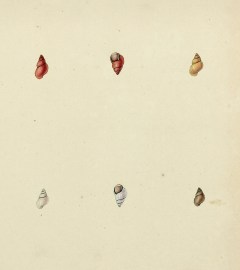 Kernel or Olive Water Snail. Bithinia Tentaculata. Shells, Coral, Sea plants etc