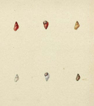 Kernel or Olive Water Snail. Bithinia Te… Shells & Coral