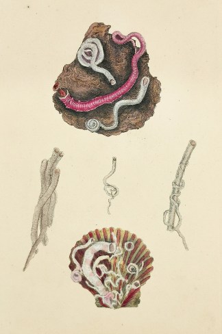 Common Serpula. Shells & Coral