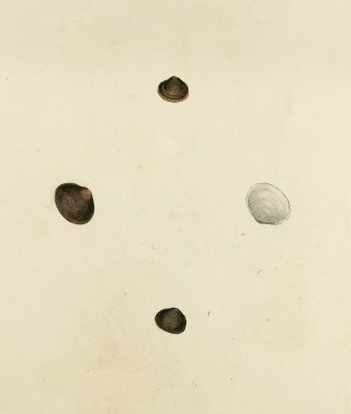 Horny Tellen. Cyclas Cornea. Shells & Coral