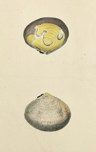 Obsolete Tellen. Tellina fausta. Shells & Coral