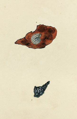 Serpula Granulata. Shells & Coral