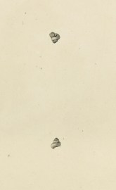 Turbo fontinalis. Valvata piscinalis. Shells, Coral, Sea plants etc