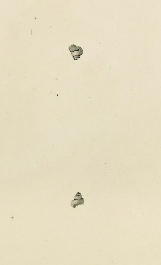 Turbo fontinalis. Valvata piscinalis. Shells & Coral