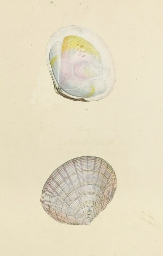 Flat, or Ridged Tellen. Tellina Rigida. … Shells & Coral