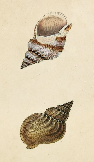 Waved, or Common Whelk. Buccinum Undatum… Shells & Coral