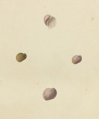 Smooth Snail. Velutina imbricata. Shells & Coral