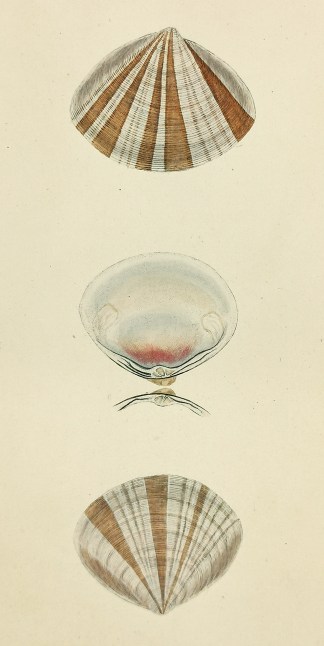 Rayed Mactra. Mactra Stultorum. Shells & Coral