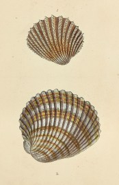 Thorny Cockle. (Cardium Echinatum). Rustic Cockle.… Shells, Coral, Sea plants etc