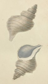 Carinated Murex. Fusus Despectus. Shells, Coral, Sea plants etc