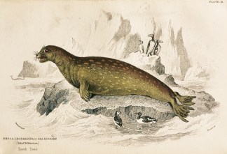 Phoca Leopardina or Sea Leopard (Edinr. … Australian - General