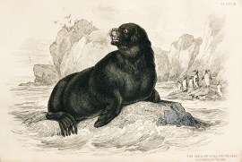 The Sea-Lion of the South Seas. According to Forst… Australian - General
