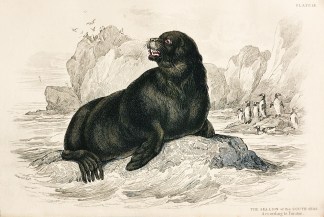 The Sea-Lion of the South Seas. Accordin… Australian - General