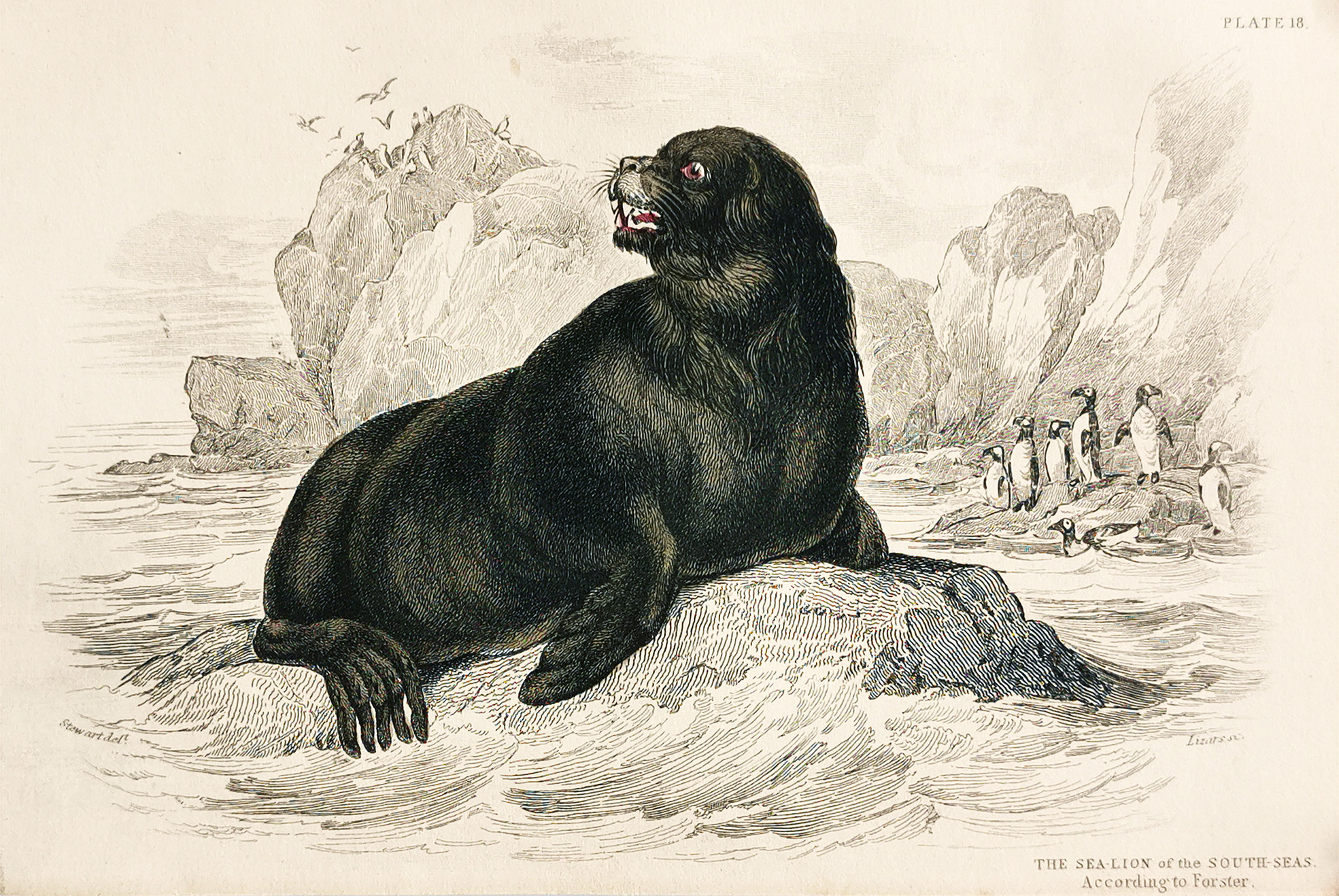 The Sea-Lion of the South Seas. According to Forster - Antique Print from 1843
