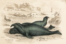 Phoca proboscidea (or Elephant Seal) South Seas. Australian - General