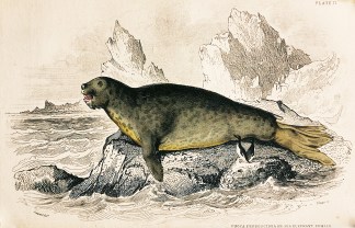 Phoca proboscidea or Elephant Seal Femal… Australian - General