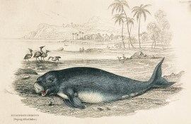 Dugungus Indicus (Dugong of East Indies) Australian - General