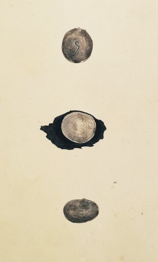 Whitish – Chambered Pap Shell. Cal… Shells & Coral