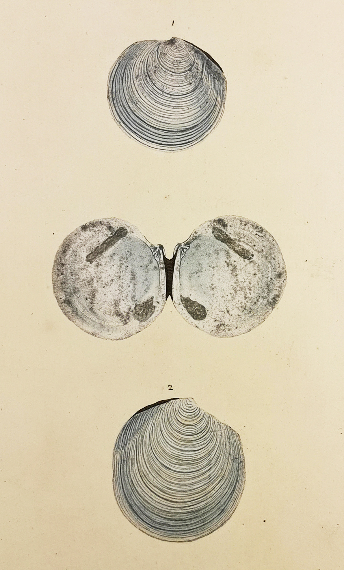 Northern Venus. Thread-Grilled Tellin. (Tellina Radula) - Antique Print from 1790