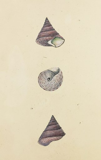 Garden Snail. Helix Aspersa. Shells & Coral