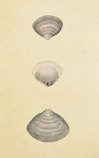 Garden Snail. Helix Aspersa. Shells & Coral