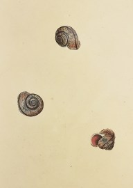 Single Streak Snail. Helix Arbustorum. Shells, Coral, Sea plants etc