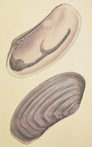 Gaping, or Oblong Mactera. Lutraria Oblo… Shells & Coral