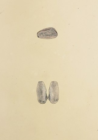 Rugged Mussel. Saxicava rugosa. Shells & Coral