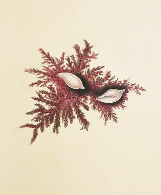 Large Mya. Ovula Patula. Shells & Coral