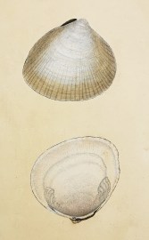 Radiated Cockle. Cardium Radiata. Shells, Coral, Sea plants etc