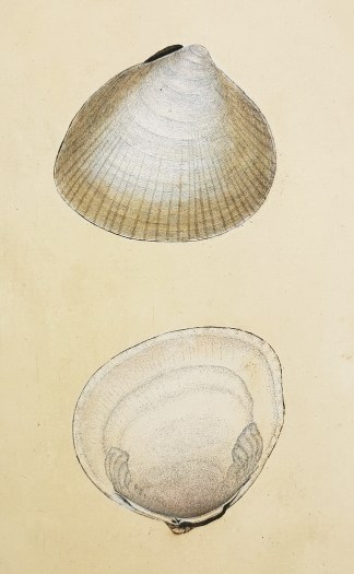 Radiated Cockle. Cardium Radiata. Shells & Coral