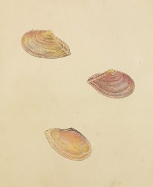 Depressed Tellen. (Tellina Depressa). Tellis Incar… Shells, Coral, Sea plants etc