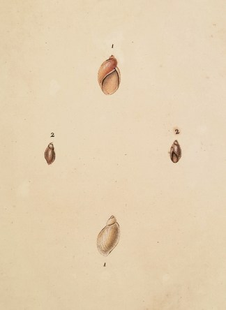 Mud-Snail. 1. Succinea Putris. 2. Physa … Shells & Coral