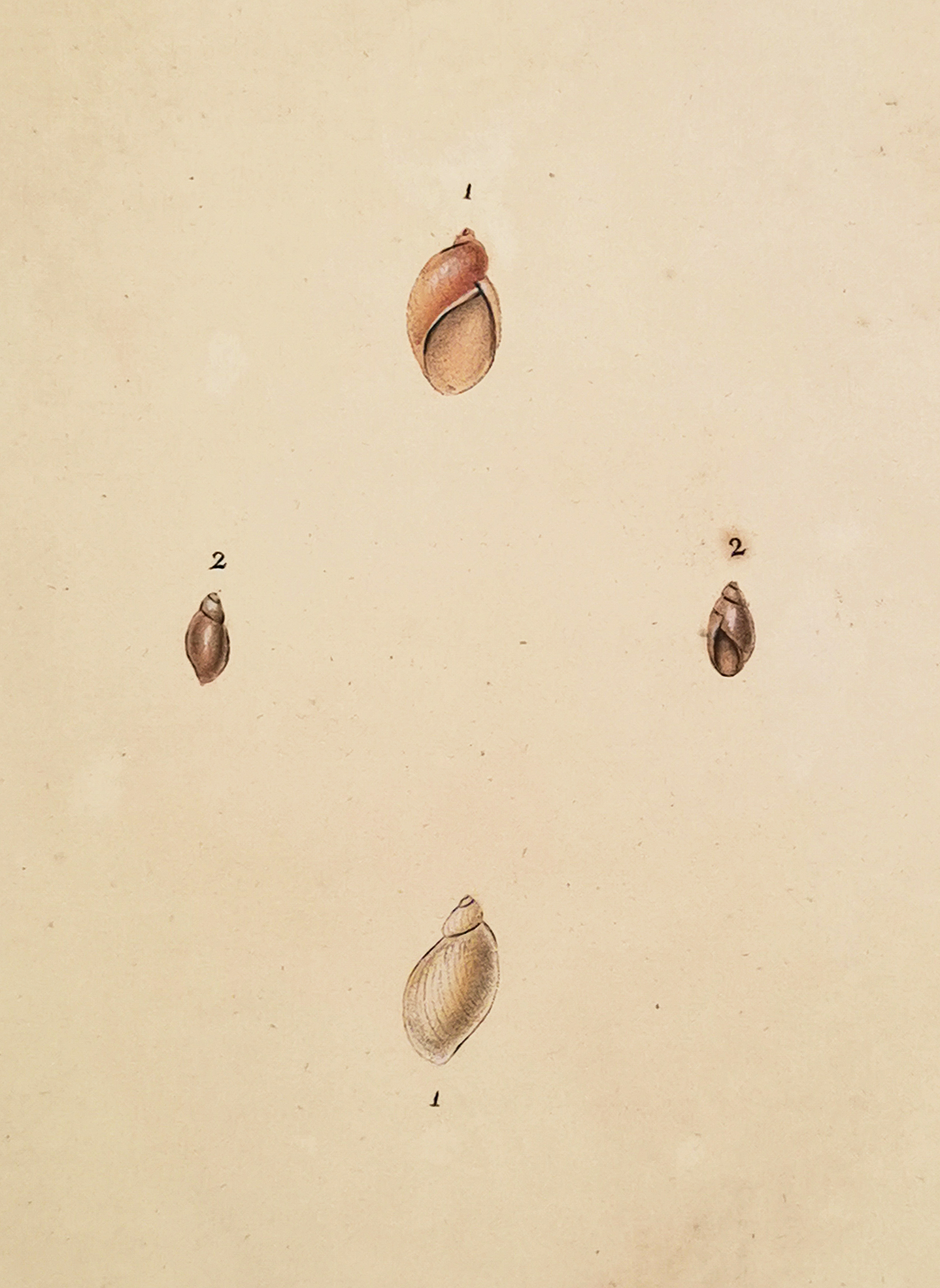 Mud-Snail. 1. Succinea Putris. 2. Physa Fontinalis. - Antique Print from 1790