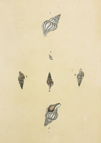1. Banff White Snail. 2. Notched-lip Pal… Shells & Coral