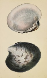 Thick Venus. Cyprina Islandica. Shells, Coral, Sea plants etc