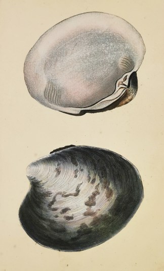 Thick Venus. Cyprina Islandica. Shells & Coral