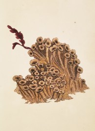 Honey-comb Satella, or Sand Shell. Shells, Coral, Sea plants etc
