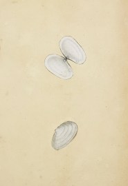 Thin White Spoon-hinge Gaper. Shells, Coral, Sea plants etc