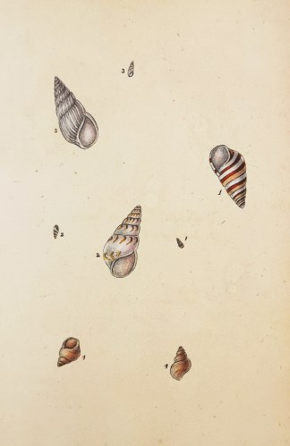 1. Ribbon Wreath Shell. 2. Interrupted S… Shells & Coral
