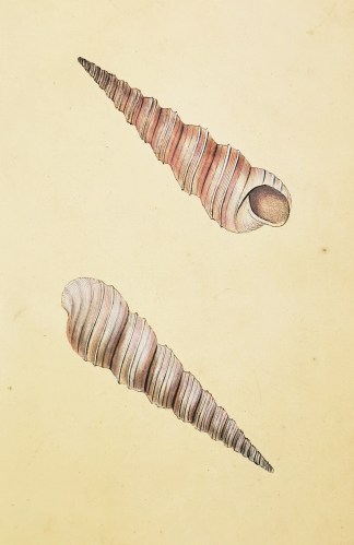 Two-ridged Screw-Shell. Turritella dupli… Shells & Coral