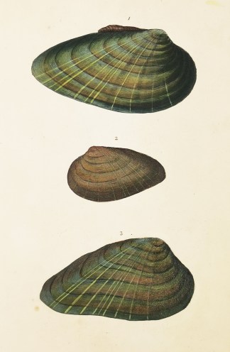 1 & 3. Ovate Mya. 2. Depressed Mya. Shells & Coral