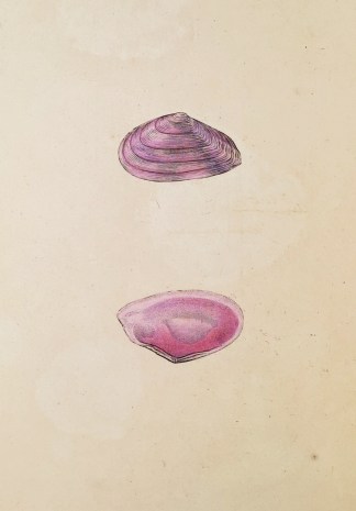 Flat-Striated Tellen. Shells & Coral