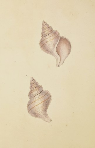 Despised Murex. Fusus despectus. Shells & Coral