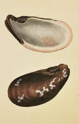 Umbilicated, or Wry-beak Mussel. Mytilus… Shells & Coral