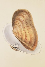 Sand Gaper. (Mya arenaria.) Shells, Coral, Sea plants etc