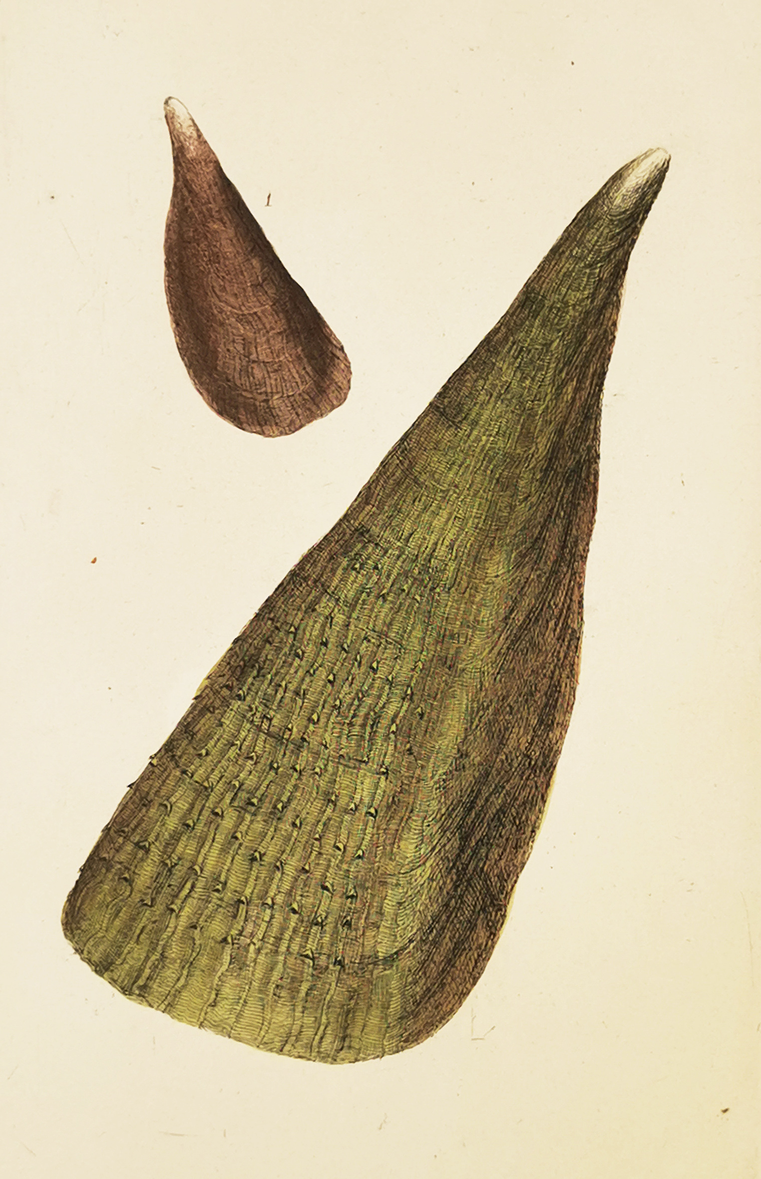 Thorny-wing, or Sea-ham. Pinna pectinata. - Antique Print from 1790