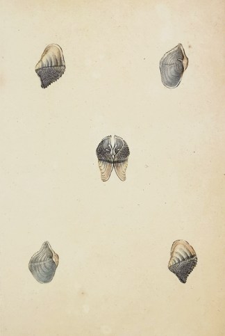 Small Piddock. Pholas crispata. Shells & Coral