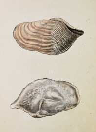 Curlea, or Double-pointed Piddock. (Pholas crispat… Shells, Coral, Sea plants etc