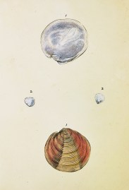 1. Antiquated Venus. 2. Indented Venus. 1. Artemis… Shells, Coral, Sea plants etc